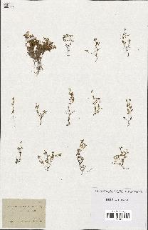 spécimen de Montia fontana