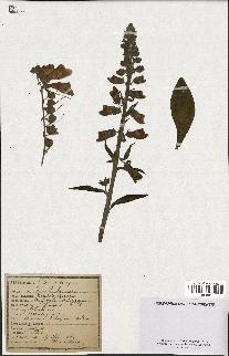 spécimen de Digitalis purpurea