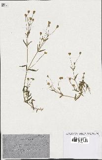 spécimen de Silene laeta