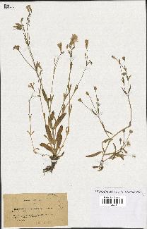 spécimen de Silene laeta