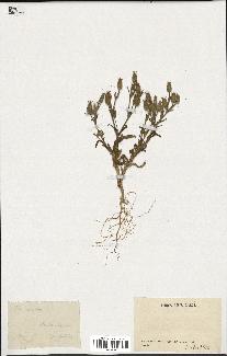 spécimen de Silene conoidea