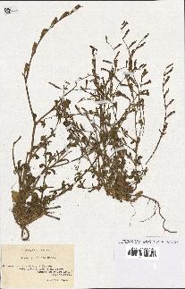 spécimen de Silene imbricata