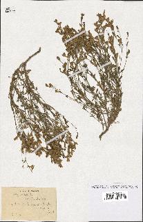 spécimen de Silene colorata