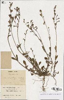 spécimen de Silene colorata