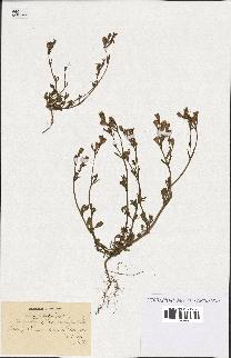 spécimen de Silene colorata