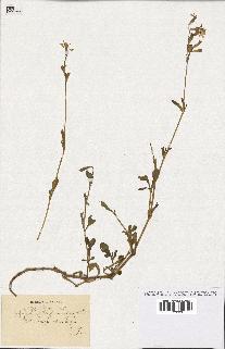 spécimen de Silene colorata