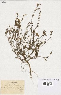 spécimen de Silene colorata