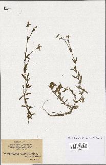 spécimen de Silene laeta