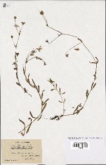 spécimen de Silene laeta