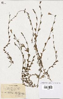 spécimen de Silene laeta