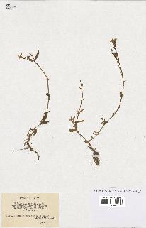 spécimen de Silene laeta