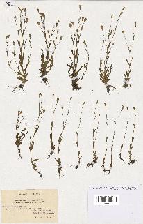 spécimen de Silene laeta