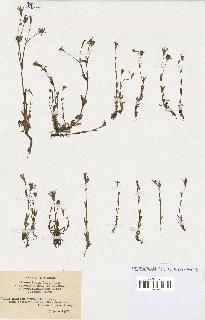 spécimen de Silene laeta