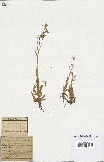 spécimen de Silene laeta