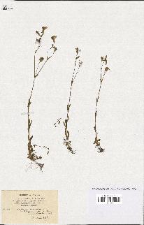 spécimen de Silene laeta