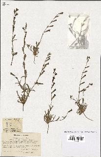 spécimen de Silene setacea