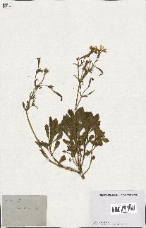 spécimen de Silene fruticosa