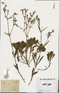 spécimen de Silene fruticosa