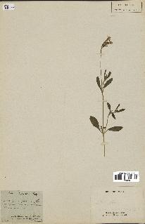 spécimen de Silene bipartita
