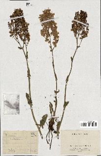 spécimen de Rumex tuberosus