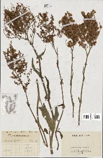 spécimen de Rumex tuberosus