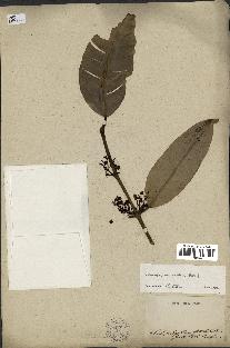 spécimen de Calophyllum soualatti