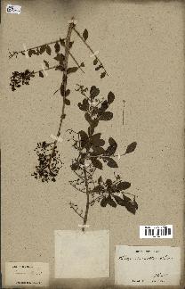 spécimen de Lawsonia inermis