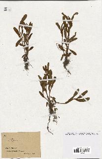 spécimen de Polygonum sp.