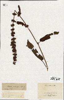 spécimen de Rumex nepalensis