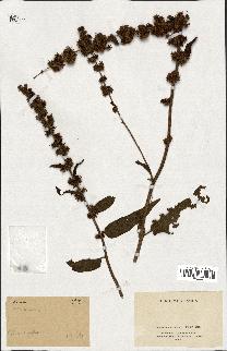 spécimen de Rumex nepalensis