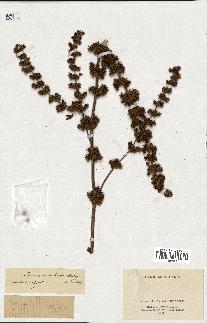spécimen de Rumex nepalensis