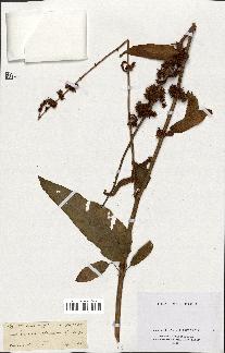 spécimen de Rumex nepalensis