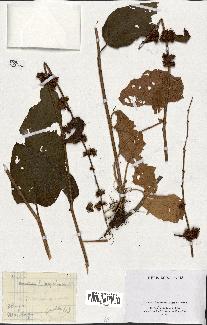 spécimen de Rumex nepalensis