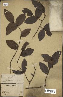 spécimen de Eugenia sp.