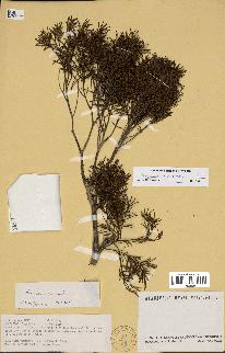 spécimen de Eugenia ericoides