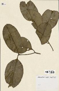 spécimen de Eugenia sp.