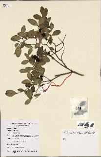 spécimen de Eugenia sp.