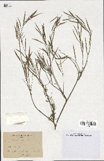 spécimen de Sinapis juncea