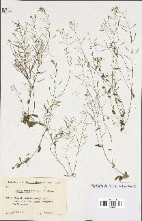 spécimen de Arabidopsis thaliana