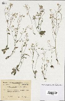 spécimen de Arabidopsis thaliana