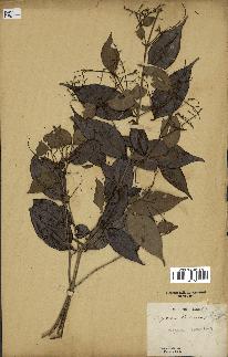 spécimen de Myrcia splendens