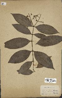 spécimen de Myrcia splendens