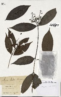 spécimen de Myrcia splendens