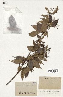 spécimen de Myrcia splendens