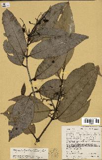 spécimen de Myrcia splendens