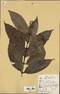 spécimen de Myrcia splendens