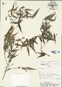 spécimen de Myrcia splendens