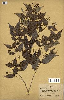 spécimen de Myrcia splendens