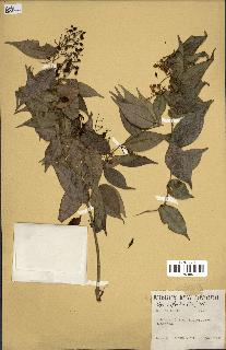 spécimen de Myrcia splendens