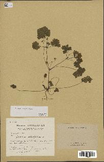 spécimen de Geranium rotundifolium